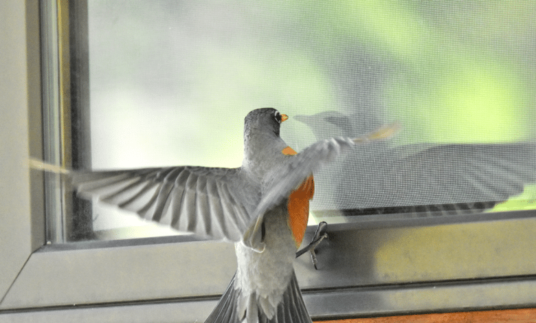 Fenêtre et oiseau
