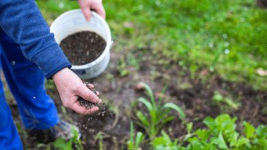 Fertiliser les plantes.