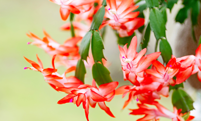 Fleurs de cactus de noel.