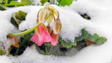 Géranium rose sous neige