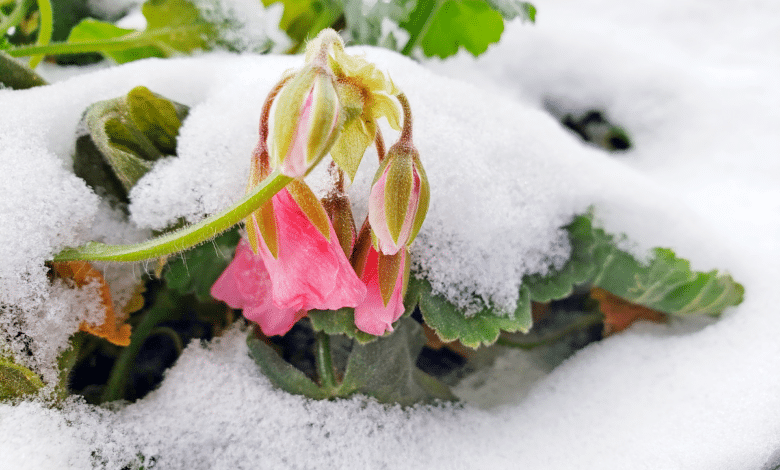 Géranium rose sous neige
