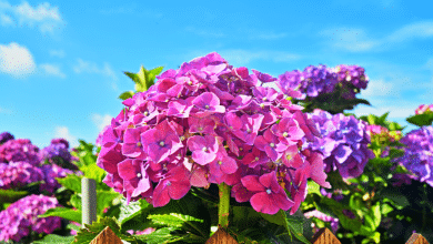 Hortensia