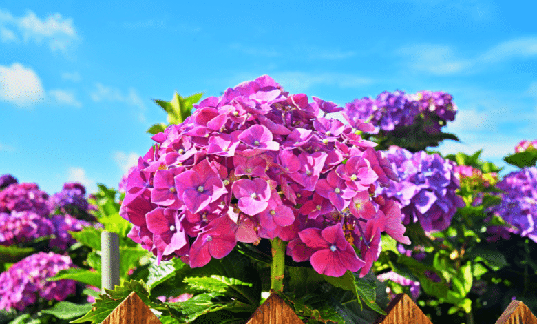 Hortensia