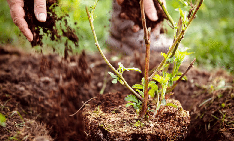 Planter un arbre