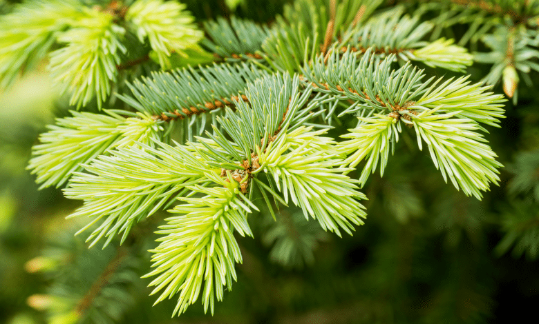 Sapin
