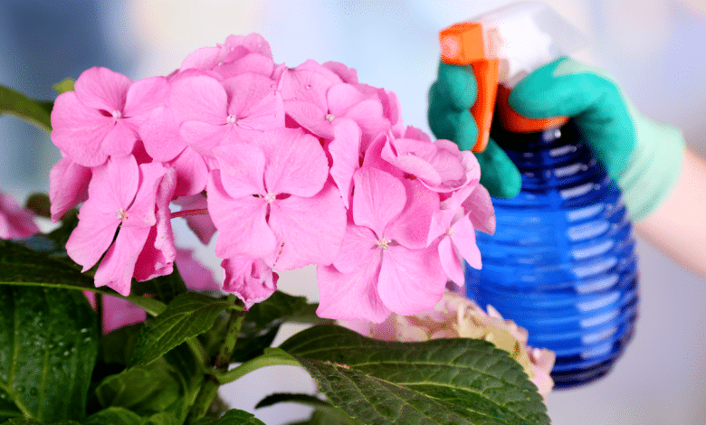 S'occuper des hortensias