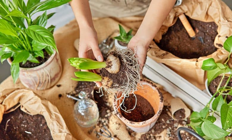 bulbes a fleur en intérieur