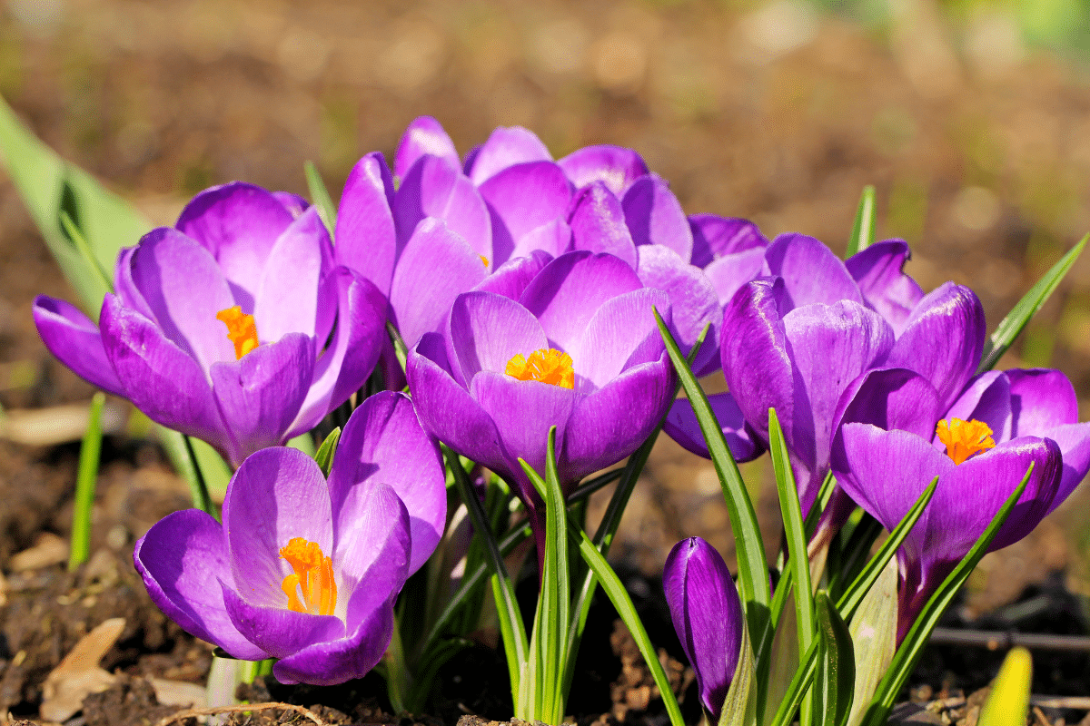 10-fleurs-incontournables-du-printemps-planter-d-s-aujourd-hui-pour-mars