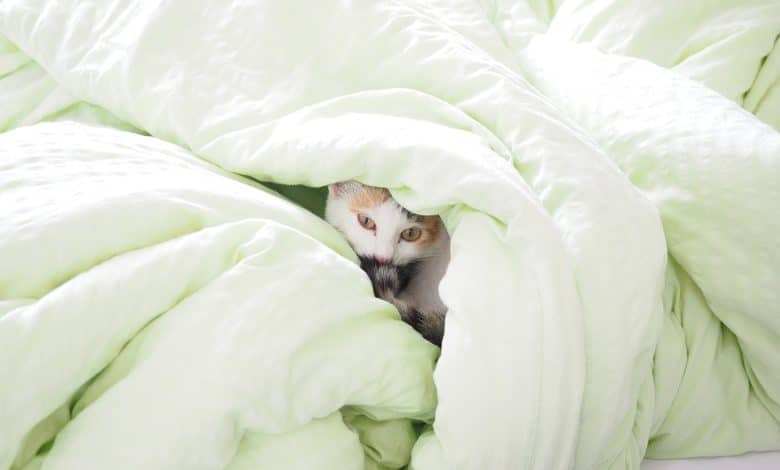 la couette qui réchauffe votre lit et préserve la planète