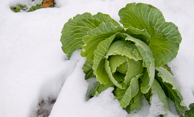 legume en hiver