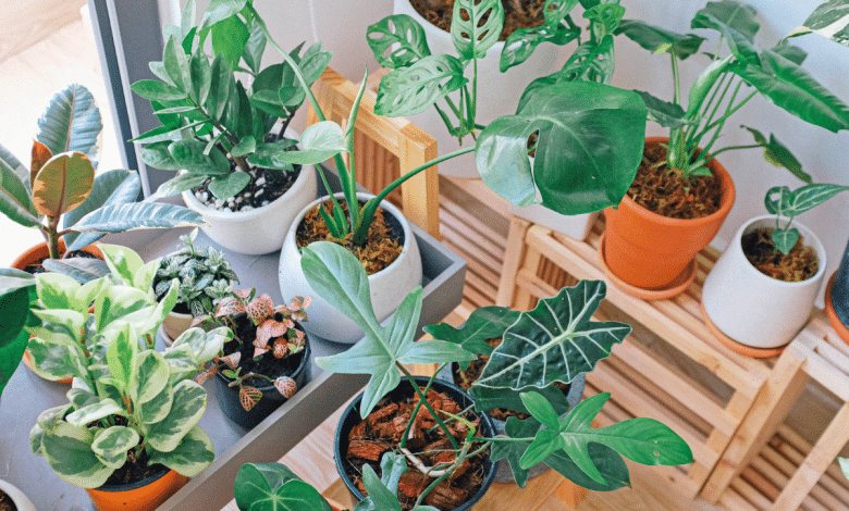 plante d'inter