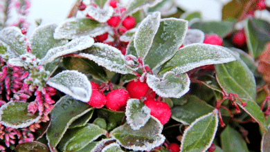 plante en hiver