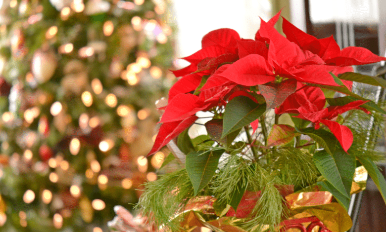 poinsetta