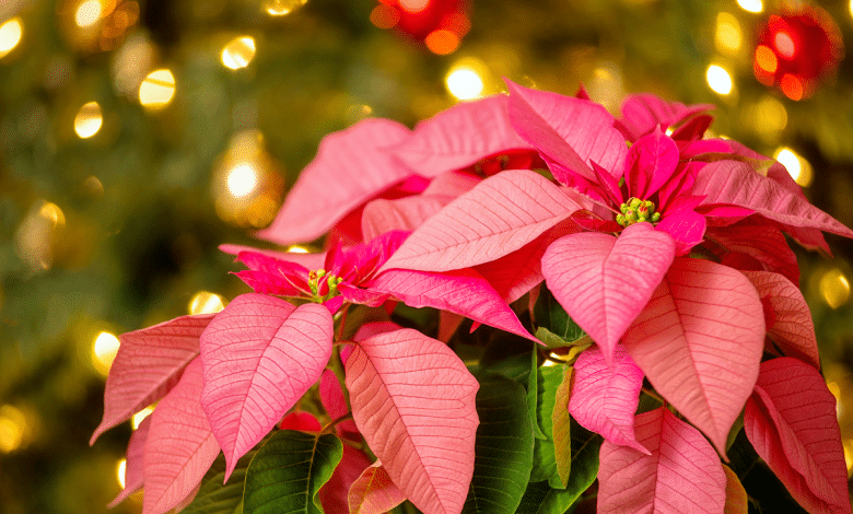 Poinsettia