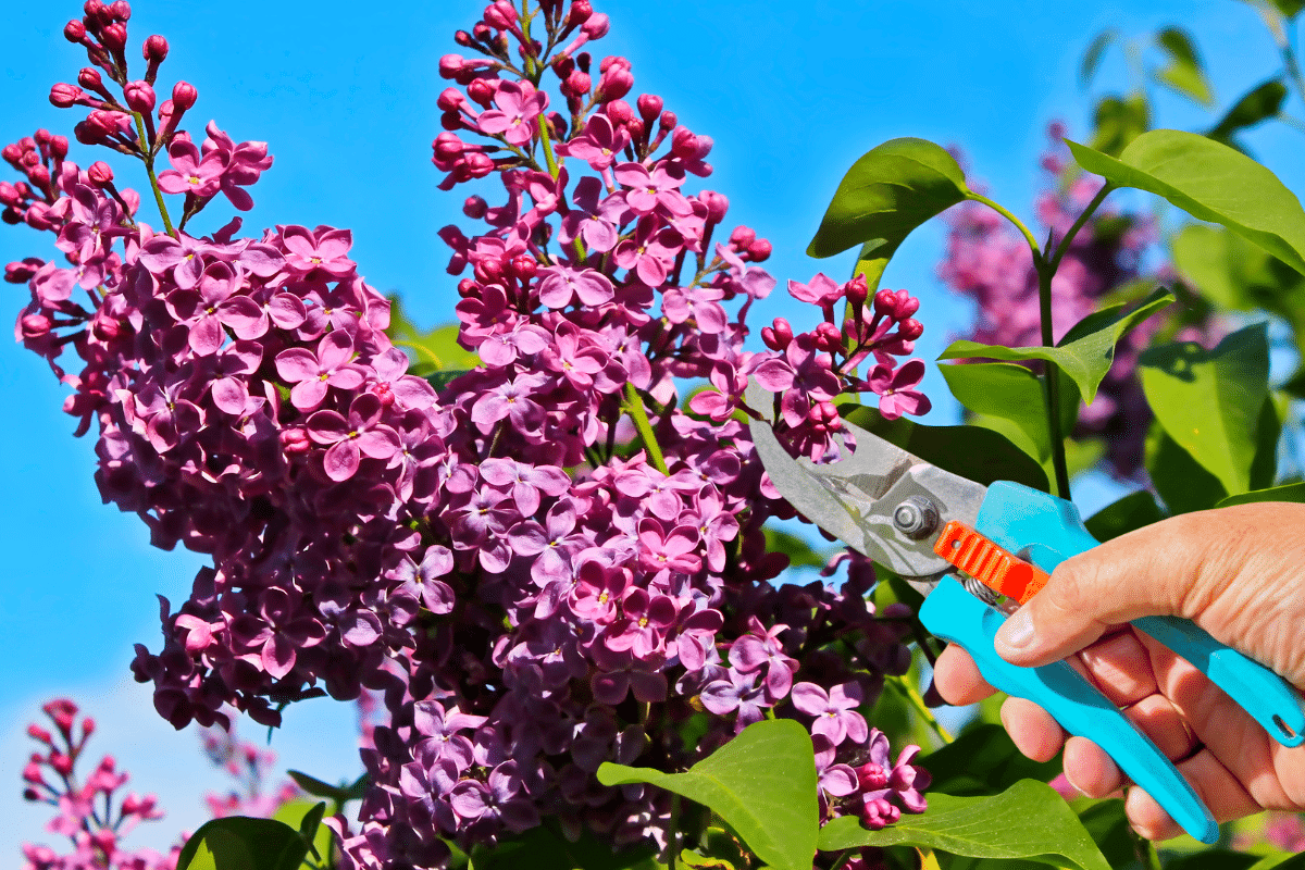 Comment Faire Une Bouture De Lilas Des Indes En Video Des lilas des Indes à volonté : 6 étapes clés pour les bouturer avec