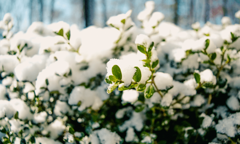 Gel : 10 erreurs d'hivernage qui détruisent les plantes, même
