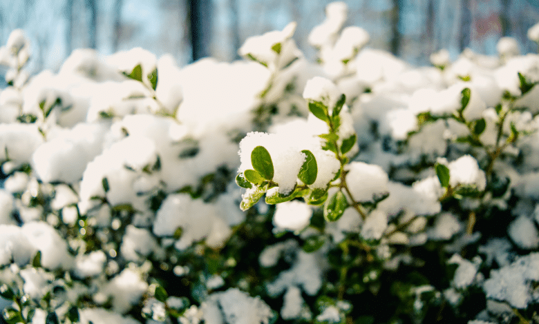 Jardin en hiver.