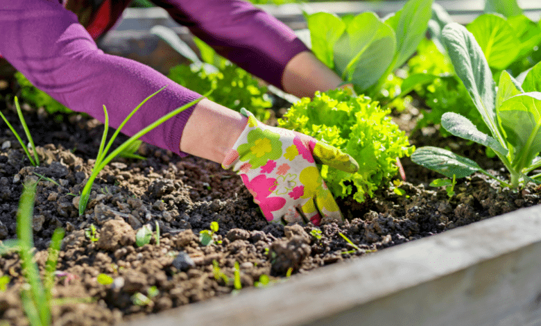 Potager1