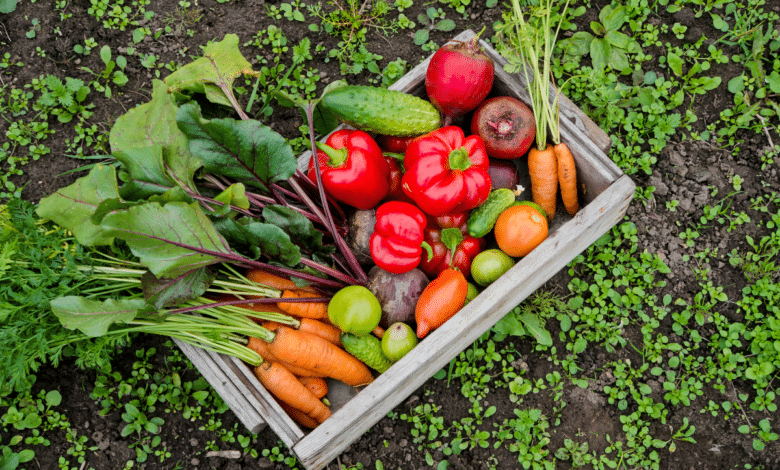 Récoltes au potager.