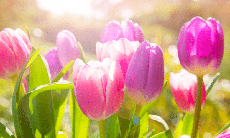 Tulipes au jardin.