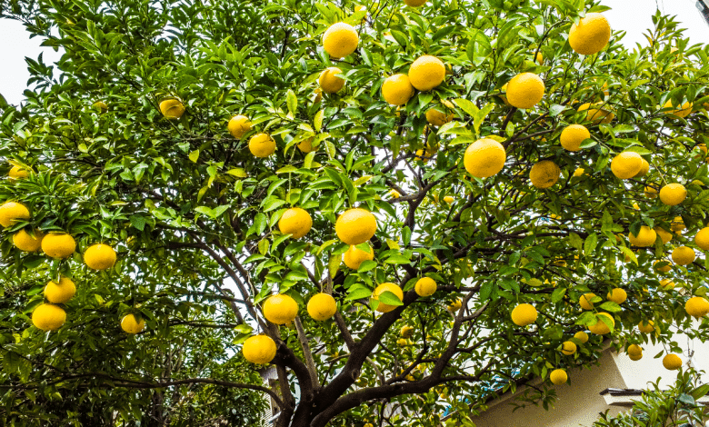 arbre agrume