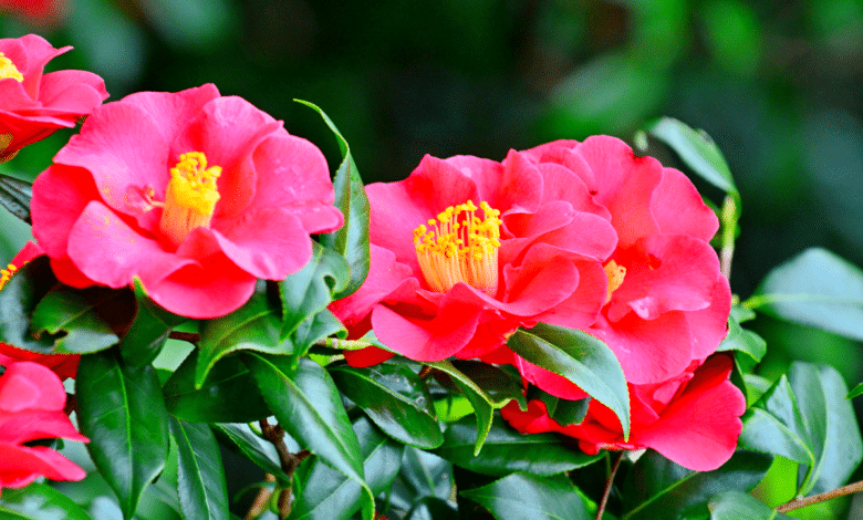 camelia1