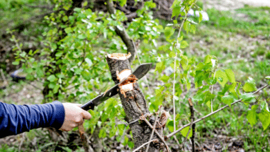 couper des arbres