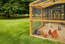 enclos pour des poules
