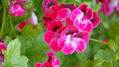 geranium