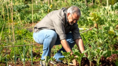 Un grand-père qui est sur son potager