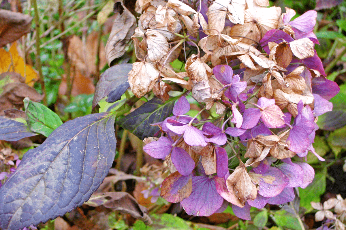 En février, fautil couper les fleurs fanées de vos hortensias