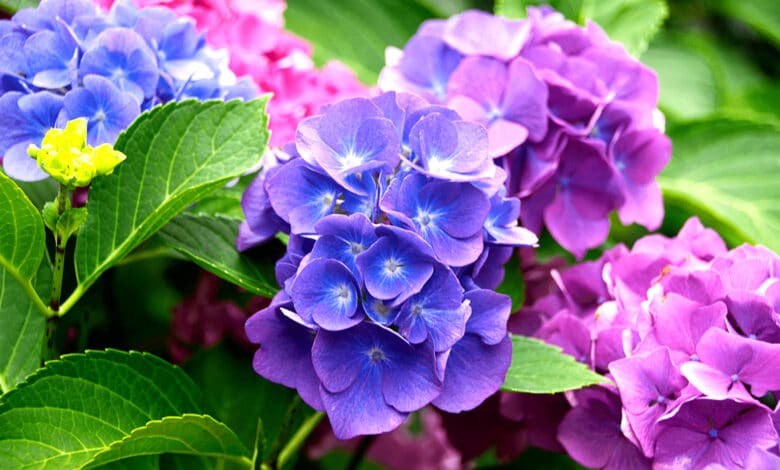 Des belles hortensias au printemps