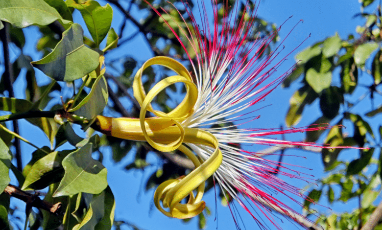 pachira