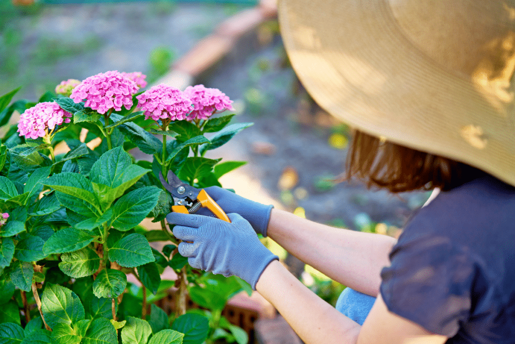 En février, fautil couper les fleurs fanées de vos hortensias