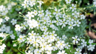 Cerastium