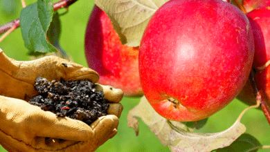 Fertiliser un arbre fruitier