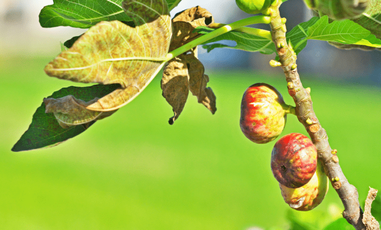 Figues sur une branche