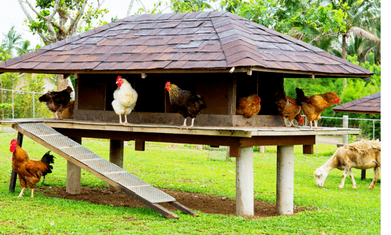 Poules au poulailler