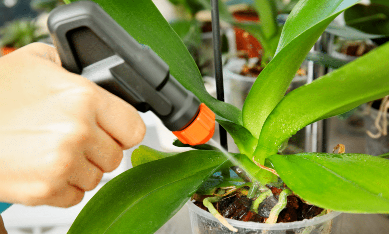 Pulvériser l'orchidée.