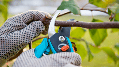 Tailler un arbre avec un sécateur propre.