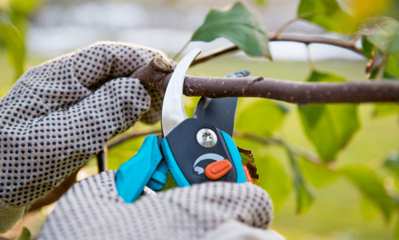Tailler un arbre avec un sécateur propre.