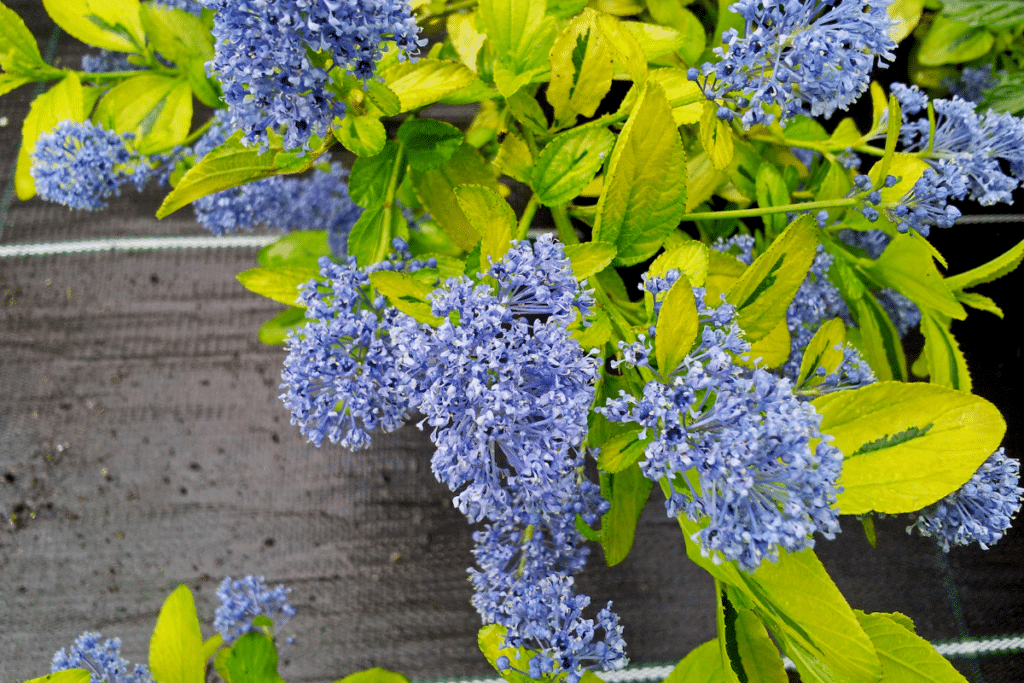 Le meilleur moment et les astuces pour planter le Céanothe et profiter