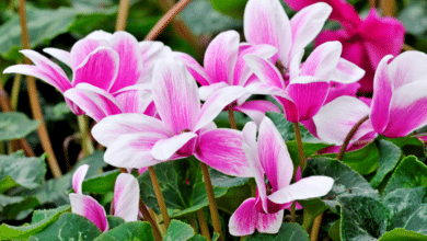 cyclamen