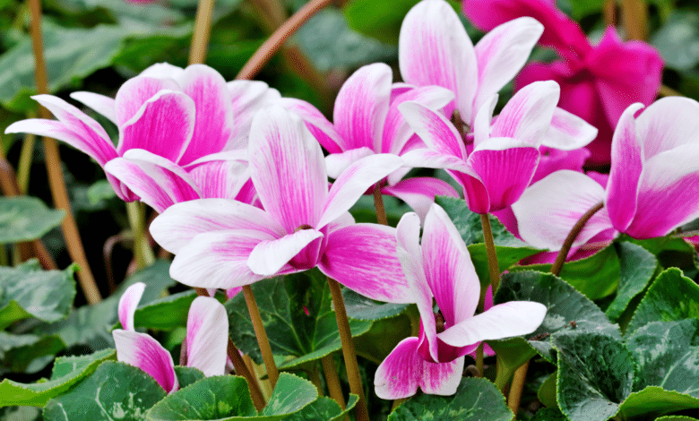 cyclamen