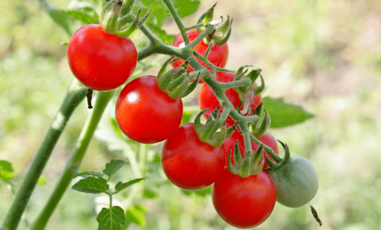des tomates