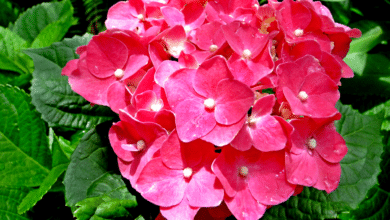 hortensias