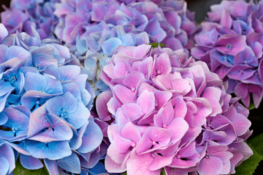 hortensias bleuir