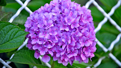 hortensias