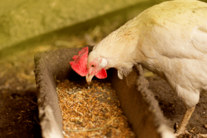 Alimentation au poulailler.