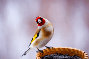 Chardonneret qui se nourrit